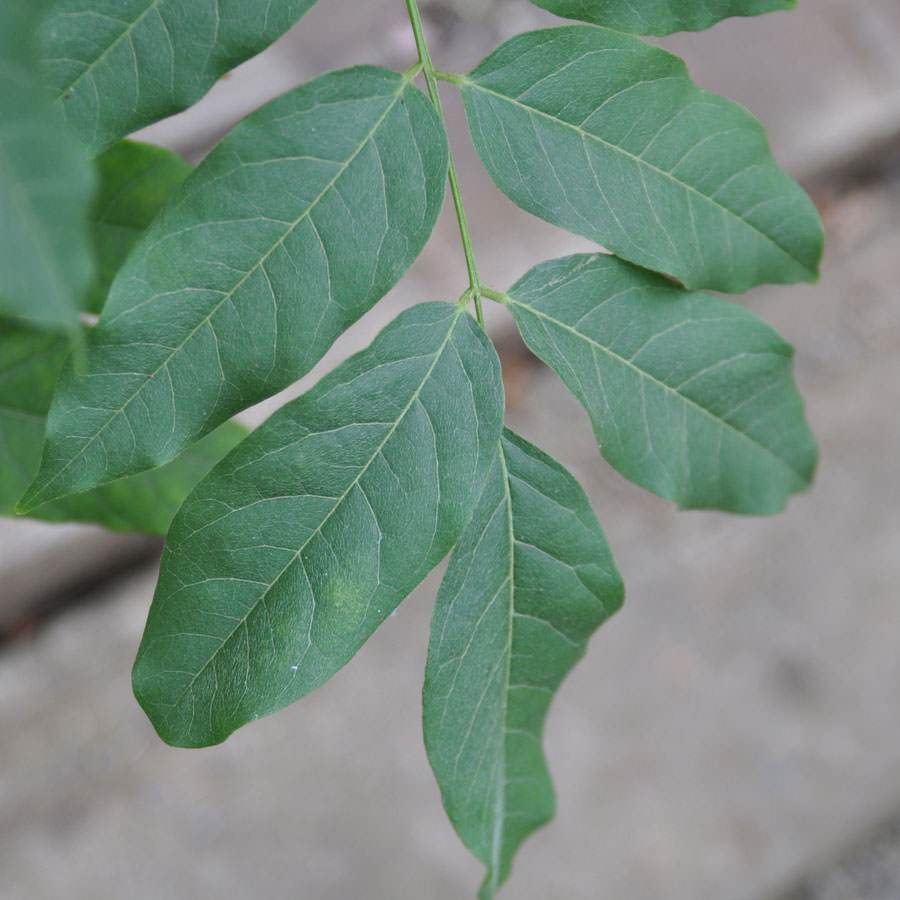 Japanese Blue Wisteria - Gardeners Club - Tree2mydoor