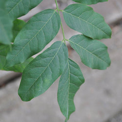 Japanese Blue Wisteria - Gardeners Club - Tree2mydoor