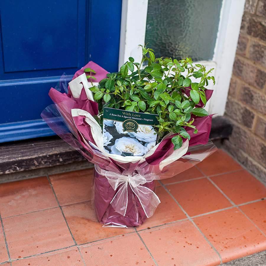 With Love Rose Gift - Rose Bush Gift - Tree2mydoor