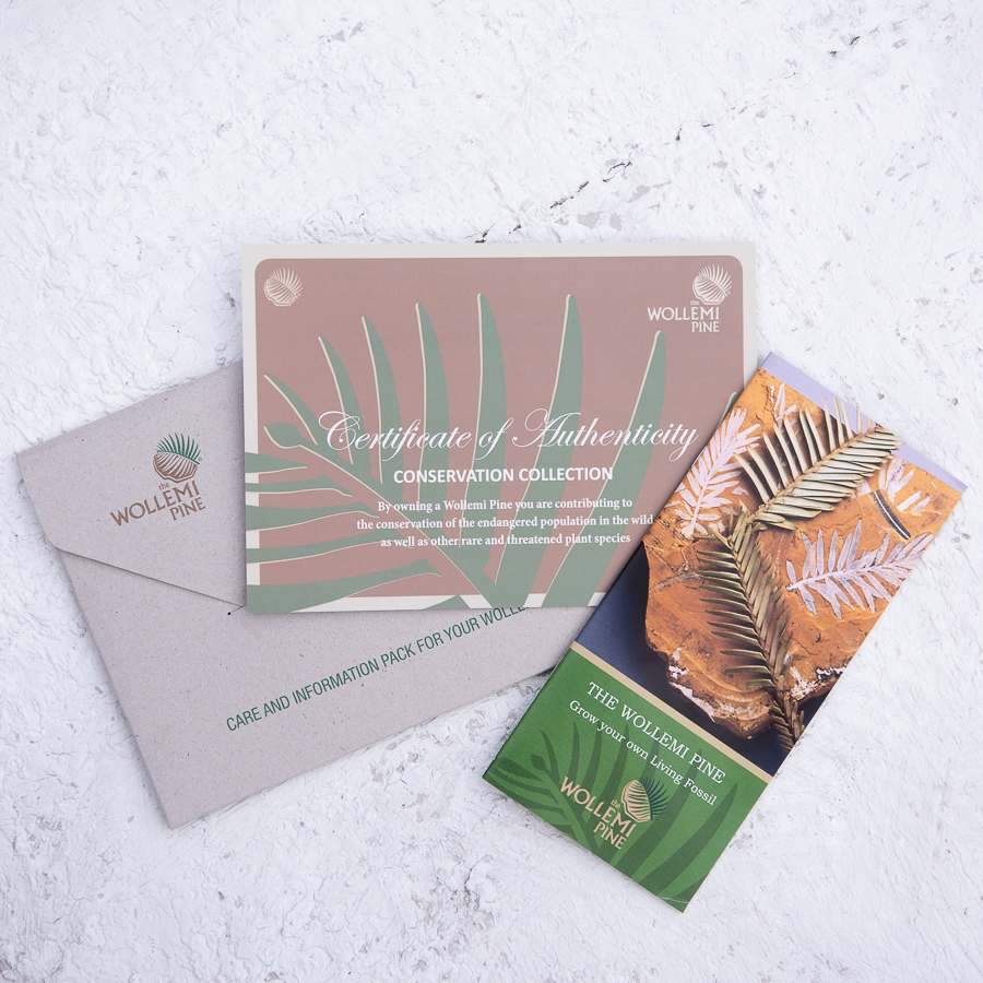 Wollemi Pine Tree Care Package
