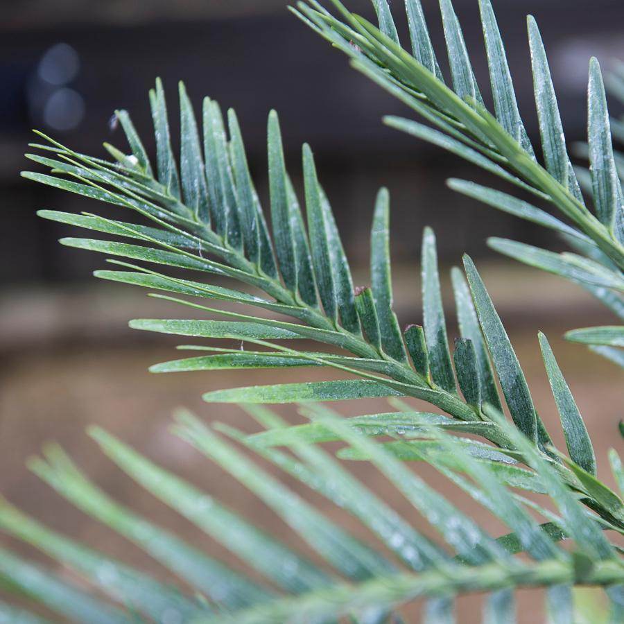 Wollemi Pine Tree Gift - Ornamental Tree - Tree2mydoor