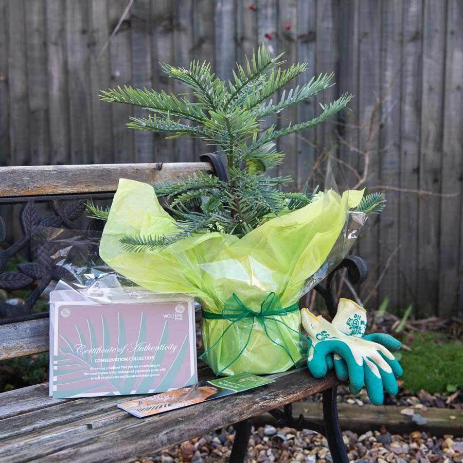 Wollemi Pine Tree Gift - Ornamental Tree - Tree2mydoor