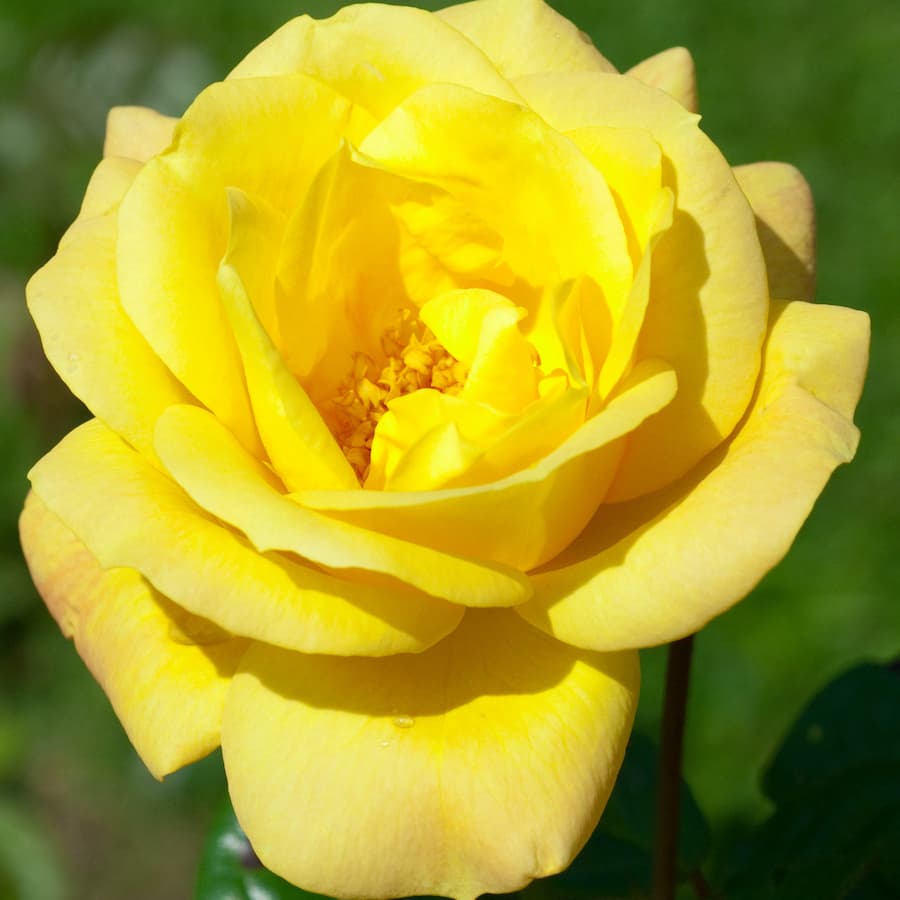 Yellow Favourite Colour Rose Bush gift