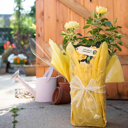 You Are My Sunshine Rose Bush Gift - Rose Bush Gift - Tree2mydoor