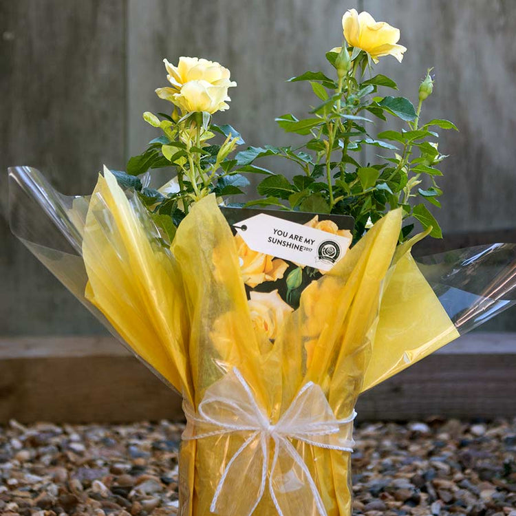 Buy a You Are My Sunshine Rose Gift