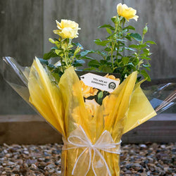 You Are My Sunshine Rose Bush Gift - Rose Bush Gift - Tree2mydoor