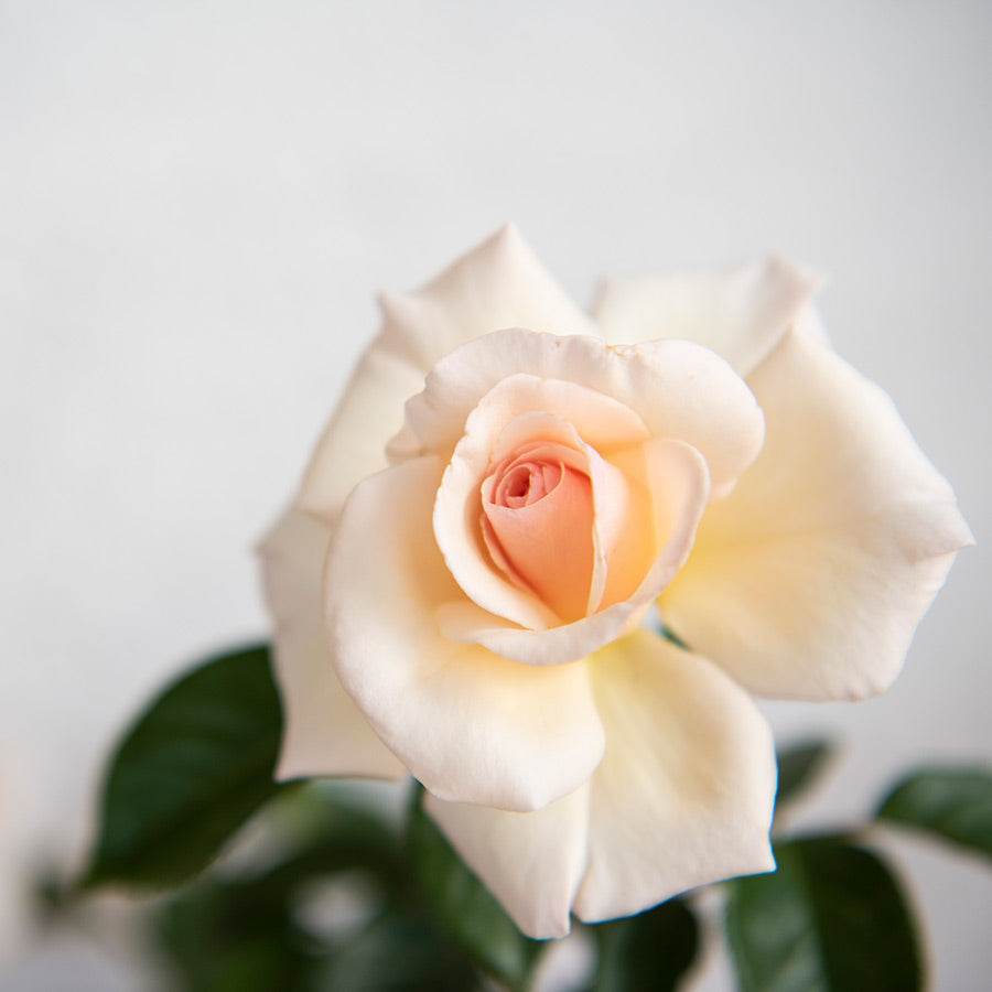 You Only Live Once Rose Bush Gift - Rose Bush Gift - Tree2mydoor