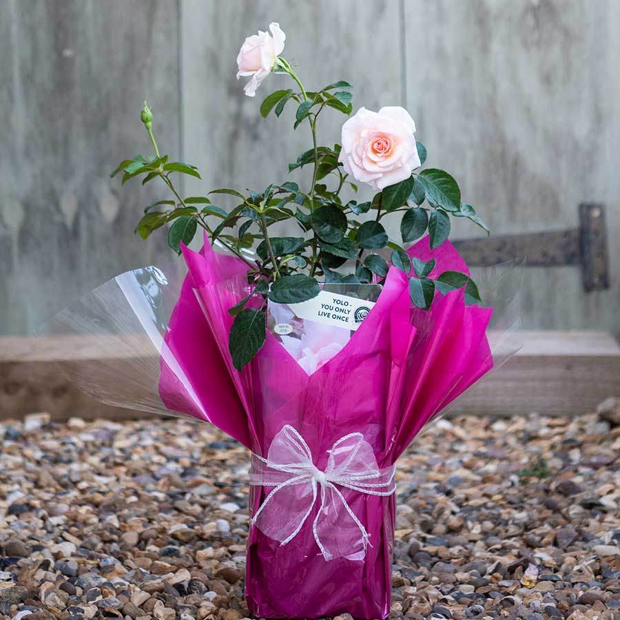You Only Live Once Rose Bush Gift - Rose Bush Gift - Tree2mydoor