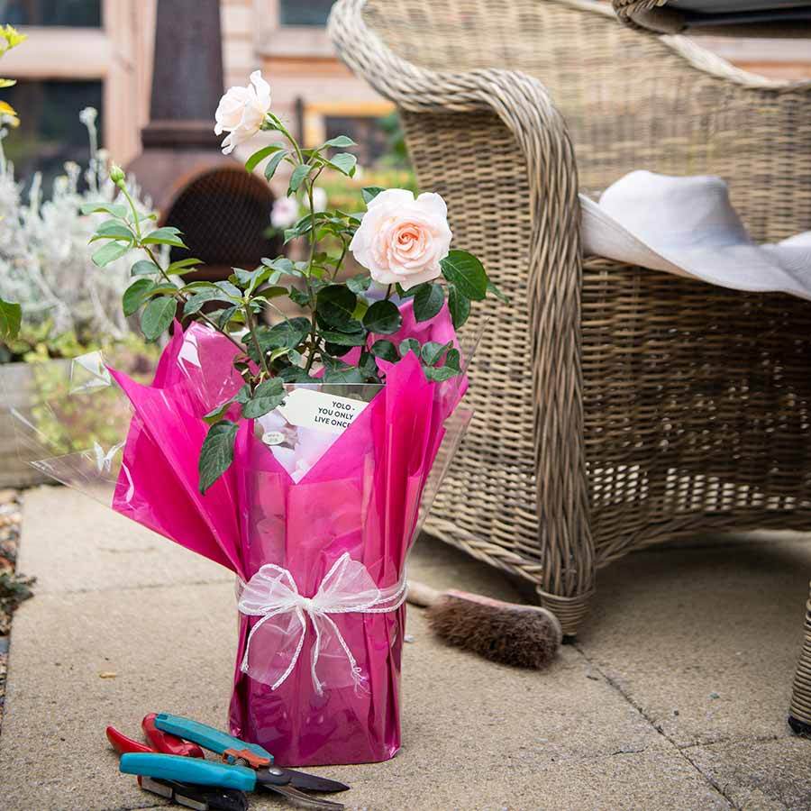 You Only Live Once Rose Bush Gift - Rose Bush Gift - Tree2mydoor