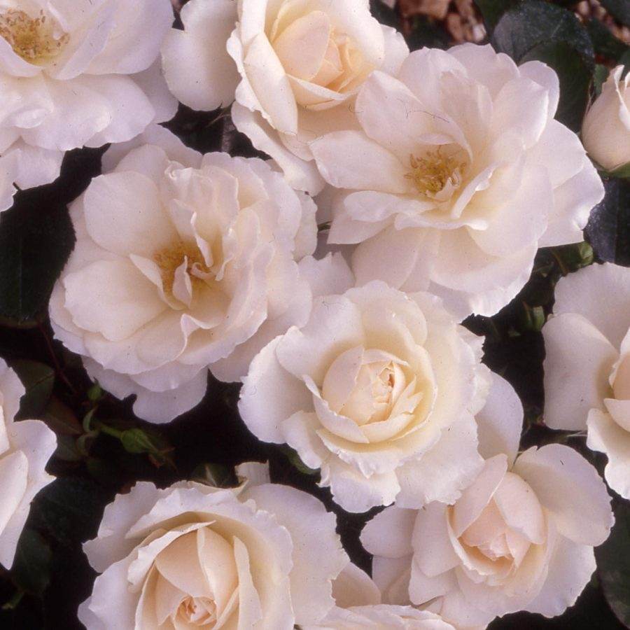 Your Wedding Day Rose Bush Gift