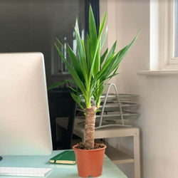 Yucca Plant - Indoor Plant Gift - Tree2mydoor