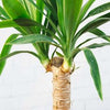Image of a Yucca Tree Gift Close up