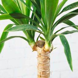 Yucca Plant - Indoor Plant Gift - Tree2mydoor